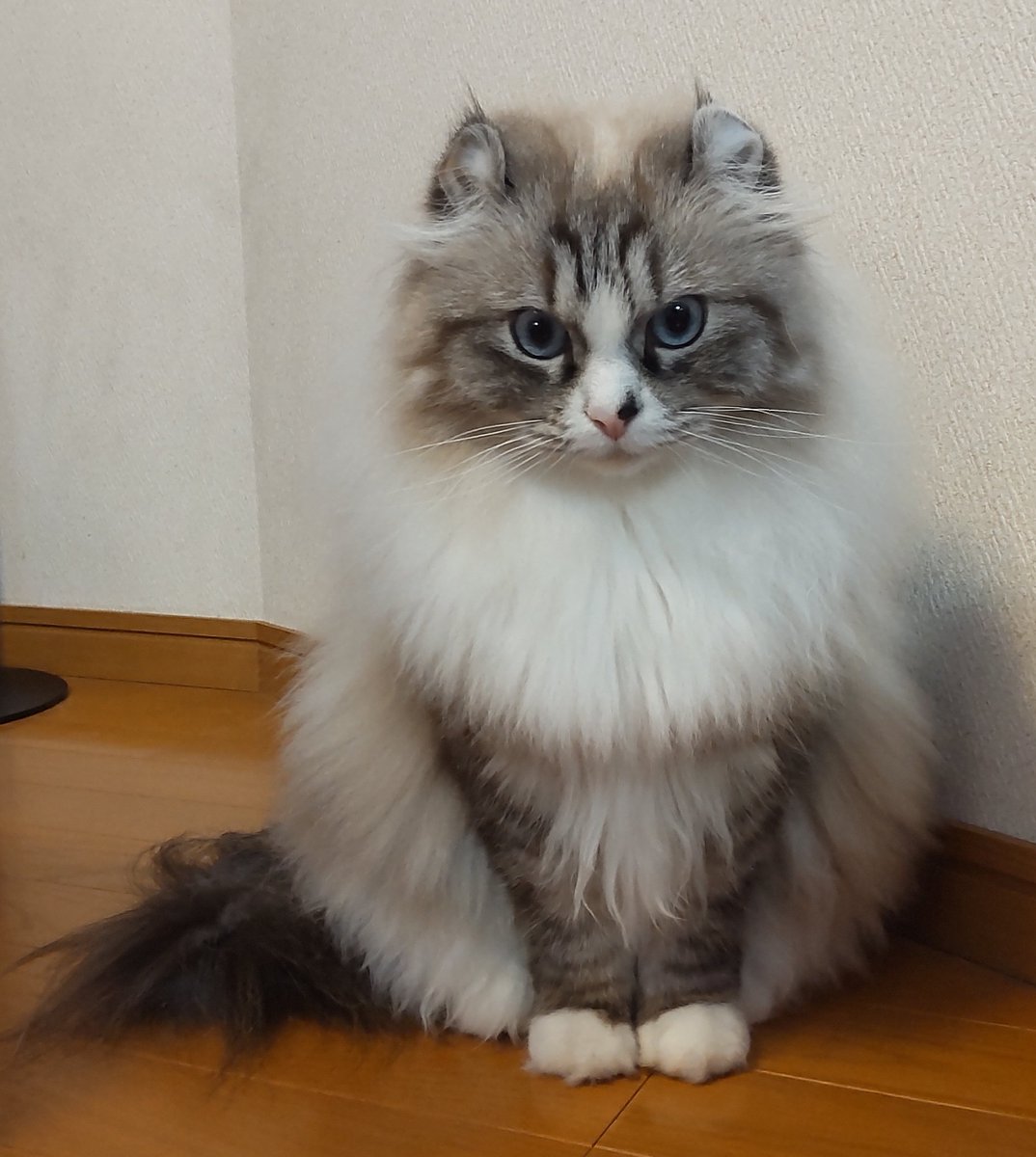 Curl_Saburou's tweet photo. 暑中御見舞申し上げます(ΦωΦ)
#アメリカンカール
#猫の居る暮らし https://t.co/v3K8Wb5f8k