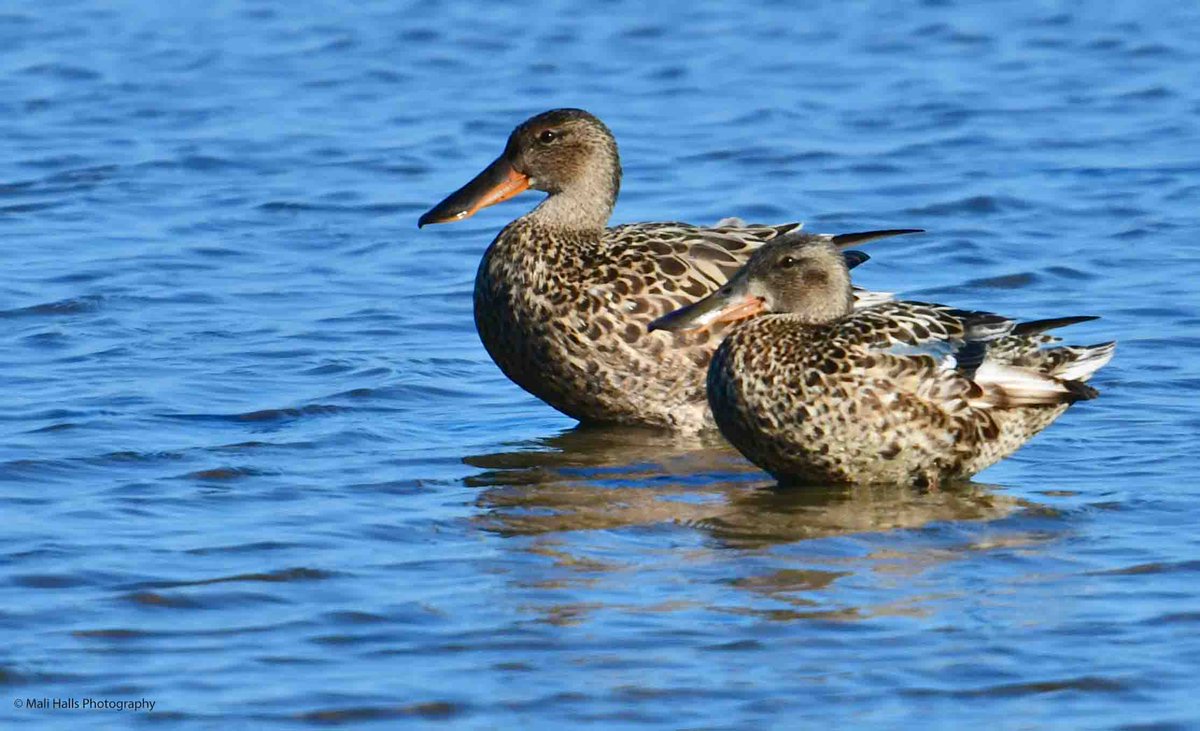 MaliHalls's tweet image. #Shovelers.

#Morning #Tweeps, I hope your #day is #good...We have #sunshine here.

#BirdTwitter #Nature #Photography #wildlife #birds #TwitterNatureCommunity #birding #NaturePhotography #birdphotography #WildlifePhotography #Nikon #Sigma