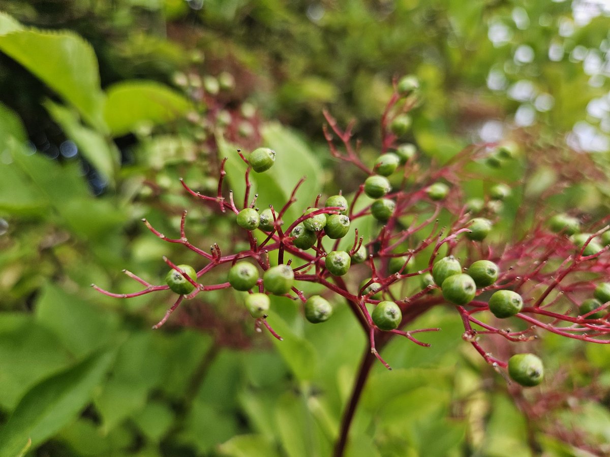 vernscape's tweet photo. Looking forward to eating some wild fruits of the summer - elderberries, blackberries, hawthorn berries and blackthorn berries. Any creative ways to use them? #wildfruits #uhoutdoors #naturelover #ebonyoutdoors https://t.co/NQXMJ7PrAl