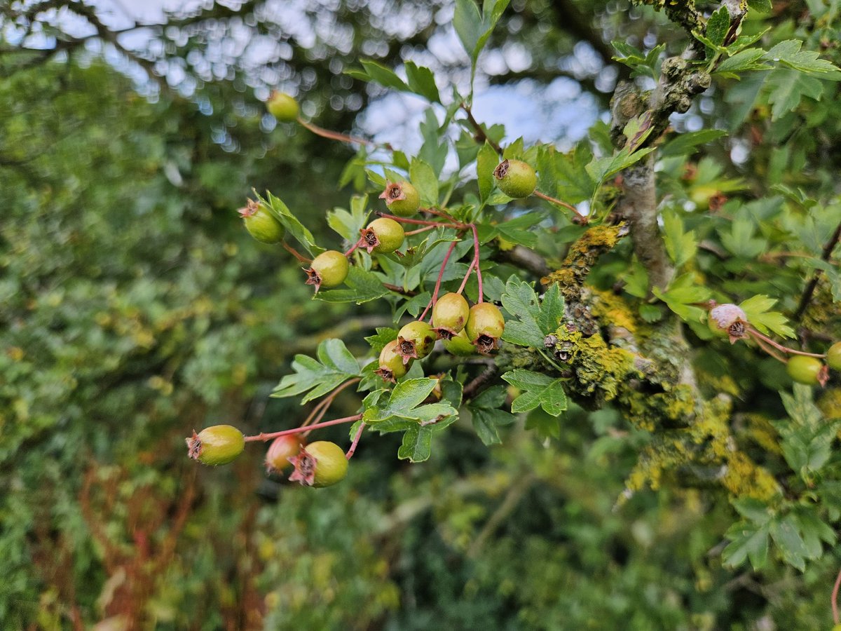 vernscape's tweet photo. Looking forward to eating some wild fruits of the summer - elderberries, blackberries, hawthorn berries and blackthorn berries. Any creative ways to use them? #wildfruits #uhoutdoors #naturelover #ebonyoutdoors https://t.co/NQXMJ7PrAl
