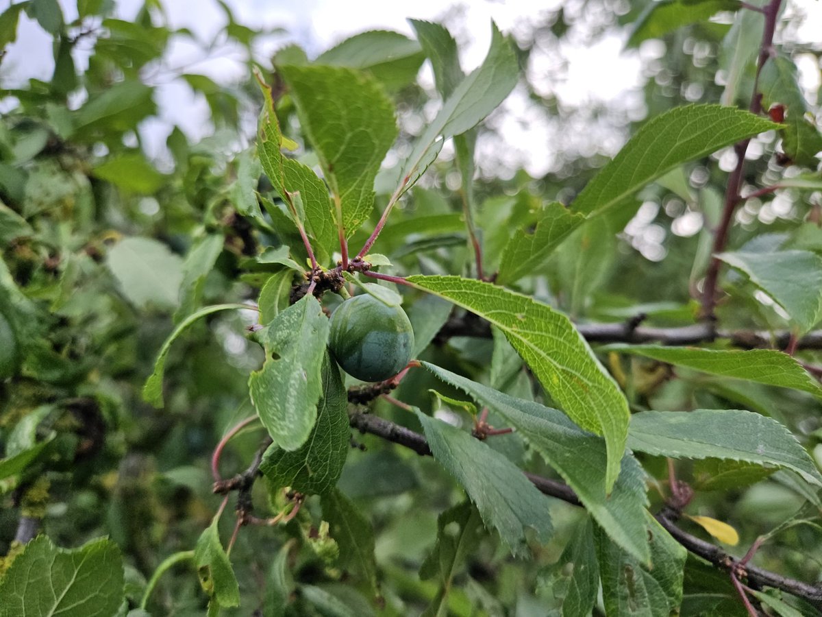 vernscape's tweet photo. Looking forward to eating some wild fruits of the summer - elderberries, blackberries, hawthorn berries and blackthorn berries. Any creative ways to use them? #wildfruits #uhoutdoors #naturelover #ebonyoutdoors https://t.co/NQXMJ7PrAl