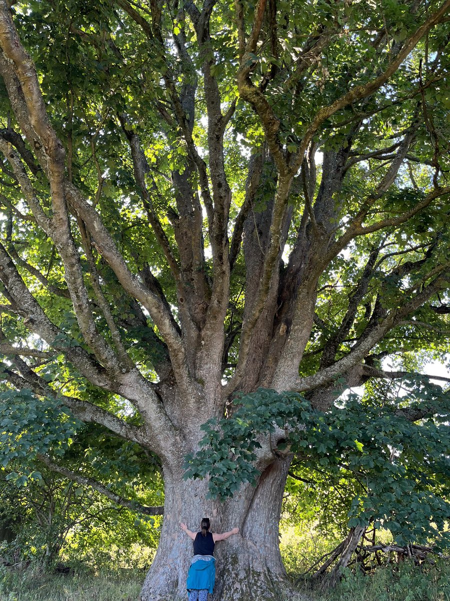 Super Sycamore 🌳 An ancient GIANT, on the edge of an Iron Age Hillfort in @BannauB. Must be a good few hundred years old. Had to give it a hug and wish it well for another 100 years. #trees #NaturePhotograhpy #NatureBeauty