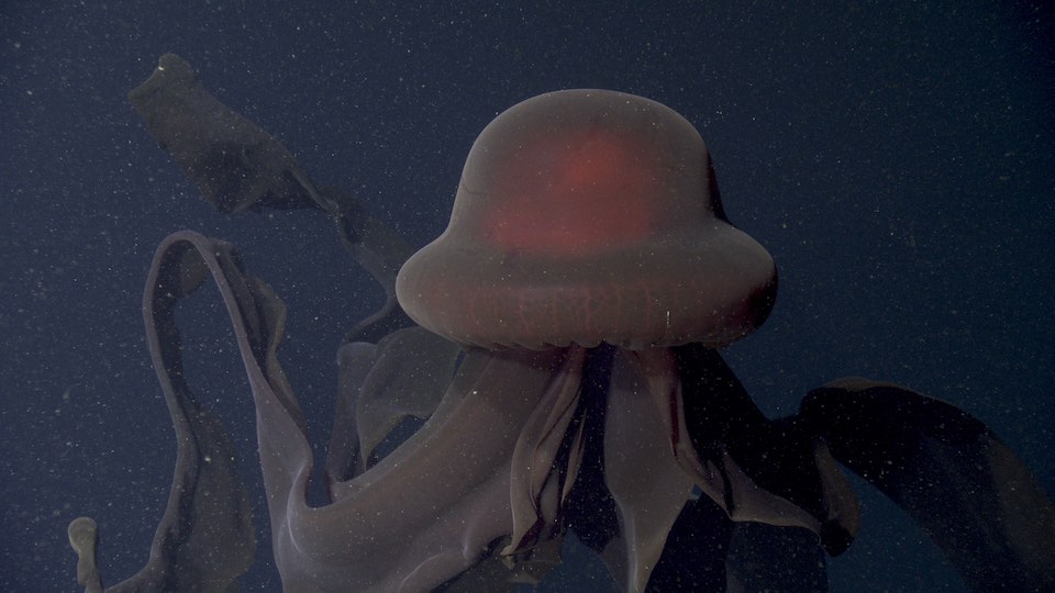 Deep_Sea_Facts's tweet photo. Stygiomedusa jellyfish is a huge deep sea jellyfish who's bell can reach 2m in diameter. It doesnt have tentacles and instead has 4 huge frilly branched arms that trail behind it https://t.co/0TDcDy3rCU