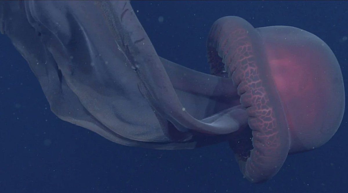 Deep_Sea_Facts's tweet photo. Stygiomedusa jellyfish is a huge deep sea jellyfish who's bell can reach 2m in diameter. It doesnt have tentacles and instead has 4 huge frilly branched arms that trail behind it https://t.co/0TDcDy3rCU
