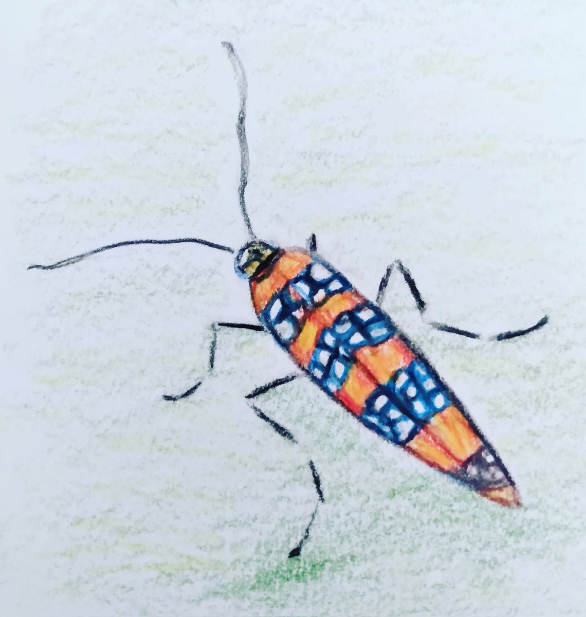 ksneathart's tweet photo. Day 30 of #SummerBuggin ! Last but one is a Webworm Moth. Hope you are having a great weekend! Happy Sunday!💕💕 #webwormmoth #moth #insect #bug #minibeast #only1togo #julyartchallenge https://t.co/jzo3ORGjSj
