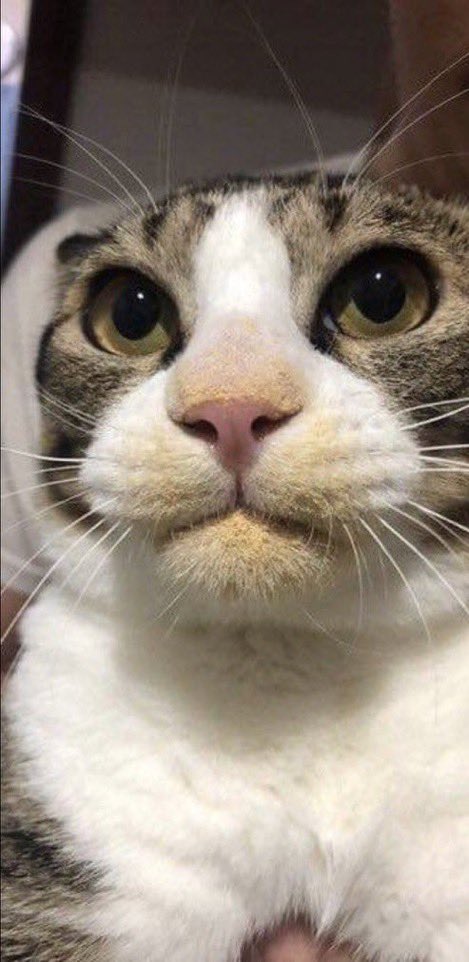 Bakutan_bot1's tweet photo. おやつを食べた犯人 https://t.co/PnOfTCHtcQ