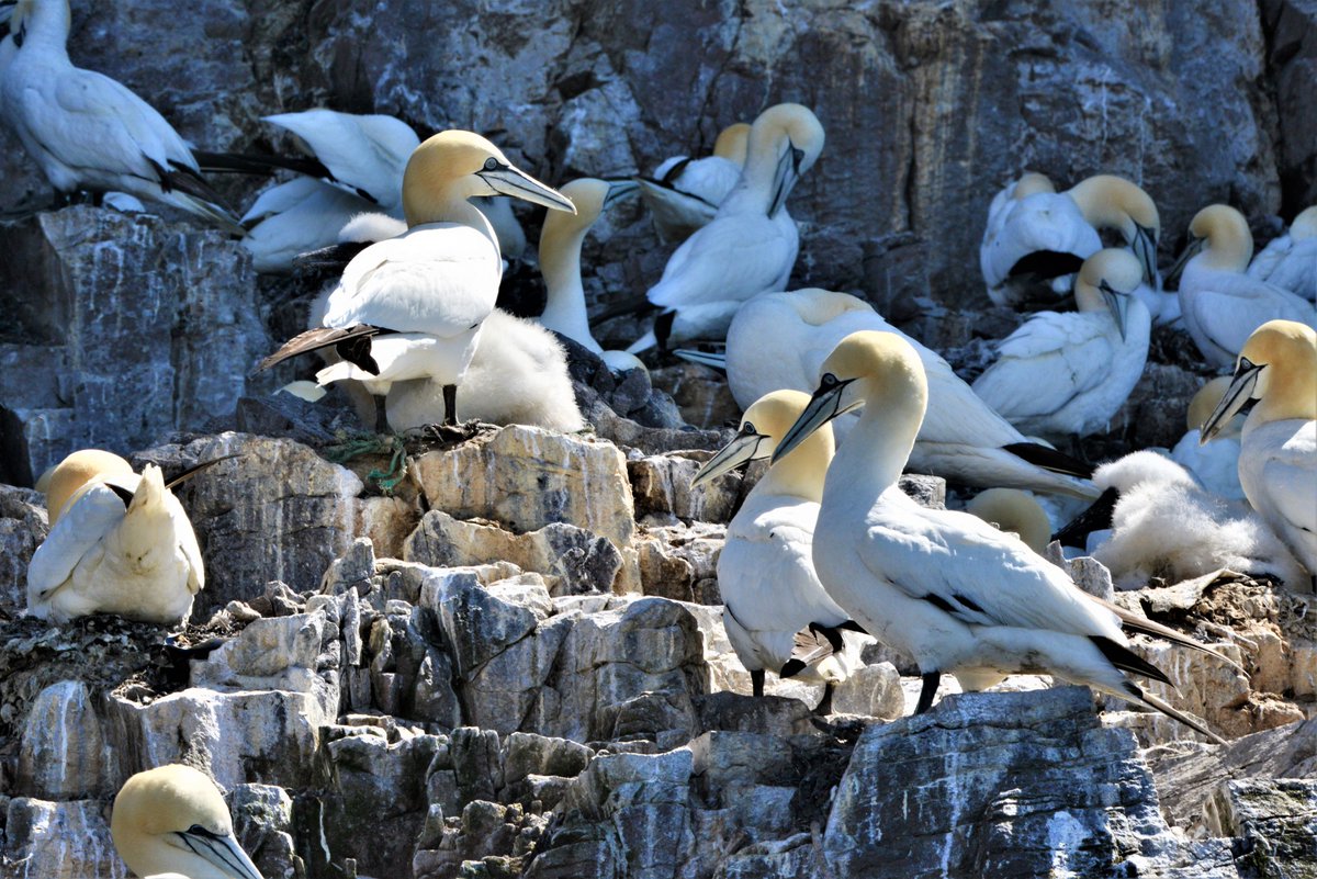 Tom Chadwick tweet media