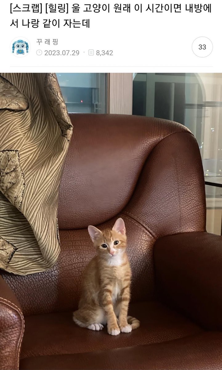 lovx11_very's tweet photo. 울 고양이 원래 이 시간이면 내 방에서 나랑 같이 자는데 https://t.co/Bwp2wHz3dM