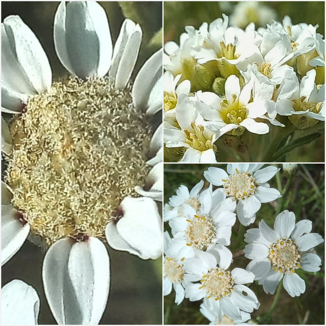 anyajjan's tweet photo. De #wildebertram is door haar nectar en stuifmeel geliefd bij bijen en zweefvliegen en gedijt goed in onze droge en schrale #wildebloemenwei
#julibloeiers #reddebij
@wilma_meijerink https://t.co/aYAeXNHaTu