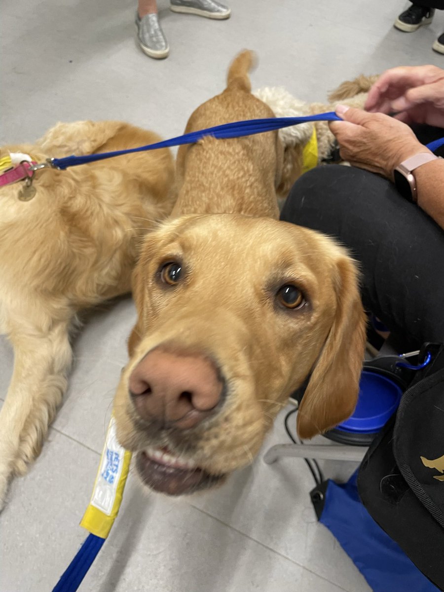 kmcgilchk's tweet photo. They’ll be a whole bunch of local @PetsAsTherapyUK dogs on a stand talking about volunteering in Devon @GreendaleFarm today. Come along and meet us 💛 maybe your establishment would like a visit? @therapydogmaise @TedTherapy https://t.co/NSPh0USpdo