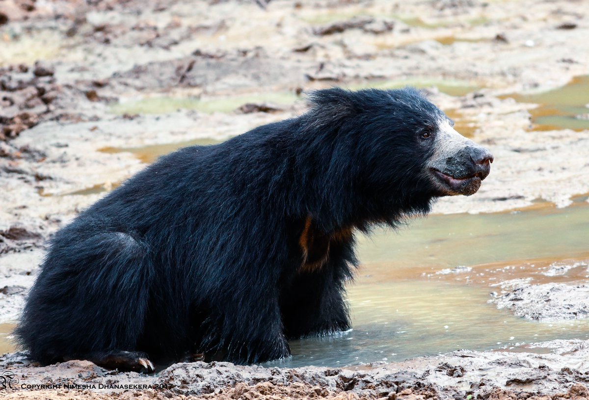 Srilankan Sloth Bear #wilpattu 
Estimated population around 500 to 1,000 in wild and categorised as Endangered by IUCN #wildearth #wildlife #wildlifephotography #NaturePhotography #nature #Bear #travelphotography #travellover #SriLanka #lka #naturaleza #power #wrath #wilpattu