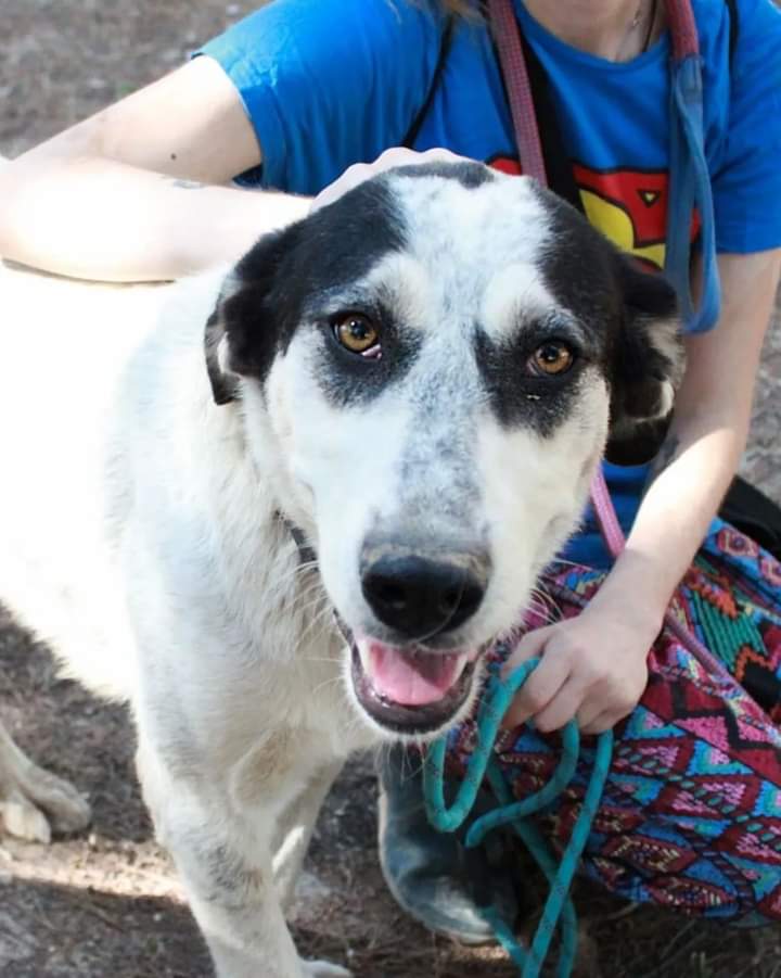 Emma
Raza : Mestiza mastin
Tamaño: Mediano- Grande
Edad : 1 año
Apta con gatos 🐱
Se entrega con contrato de adopción esterilizada desparasitada vacunada y con chip. WhatsApp al :651428414

✖️Donativo por cuenta Bankia
ES86 2100 6346 4613 0021 1631
#Amorsinraza
#Seresponsable