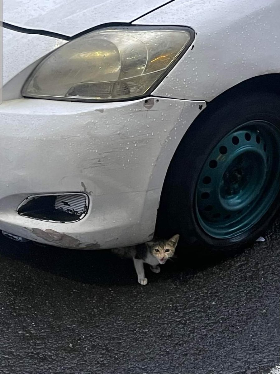 joyacabal's tweet photo. Hey, before you hit the road, make sure to double check for any cats seeking shelter under your car, especially in this weather. Those little furballs matter! 🐱 

(Post not mine. I forgot the name of the person who posted this on FB but I will share this for awareness.) #cats https://t.co/5Ms2FlZJwT