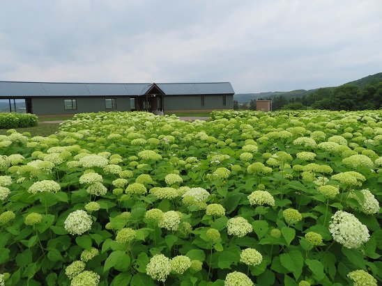 7/30（日）

こんにちは(*^^*)

フェリーで18時間自走で6時間かけて、昨日夕方実家に到着、

流石に疲れて今日はゴロゴロ

娘は従姉妹と出かけてます

やはり若いっての素晴らしい〜（笑）

上川地方の気温は25°涼しいです

では皆さん週末の午後も良い時間をお過ごし下さい。