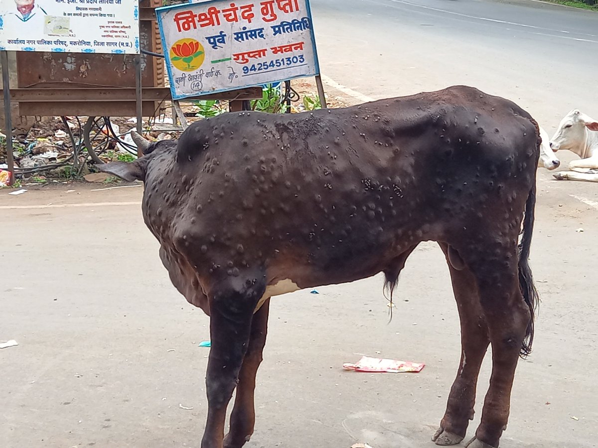 चुनावी प्रचार प्रसार के लिये गाय का भरपूर उपयोग किया गया, लेकिन जब उनको आपकी सहायता की सख्त आवश्यकता है तो दरकिनार न हों।  कृपया ध्यान दे। सागर, मकरोनिया क्षेत्र में ये बहुत फैल रहा है। 
<a href="/sagarcomisioner/">Sagar Commissioner</a> <a href="/bhupendrasingho/">Bhuppendra Siingh</a> <a href="/GovindSingh_R/">-</a>