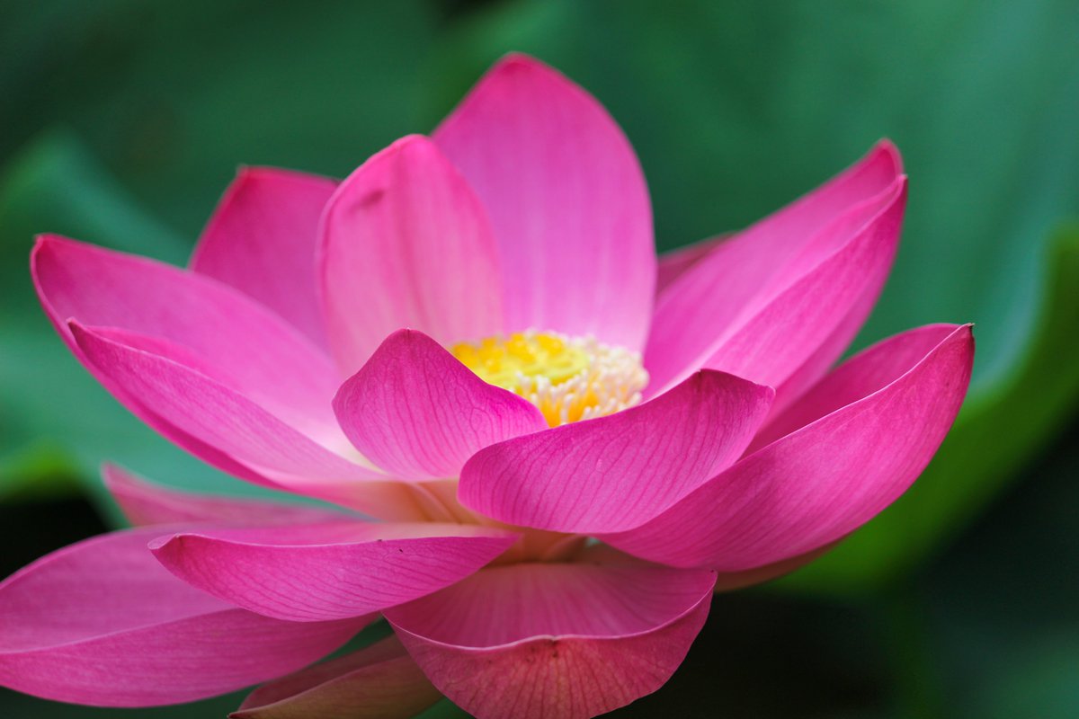 goodselfstyle's tweet photo. 優雅に咲く花。
仏さまが宿る花のような佇まい。

Location：#荒神谷史跡公園

Adress：島根県出雲市斐川町神庭873-8 

植物学者の大賀一郎博士が千葉県内の遺跡から採取した種を発芽させ、増やした 5000株の #古代ハス がある。

#島根県 #出雲市 https://t.co/4UFQ5o06Cd
