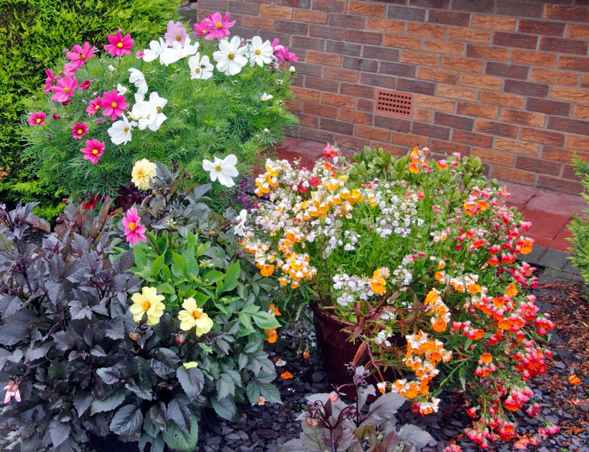 PratoStan's tweet photo. Summer colour from  a neighbour's  pots. Cosmos, nemesia, bedding dahlias, African marigolds, busy lizzies and a white-tailed bumble bee . @TheCaley https://t.co/f93UH7RROW