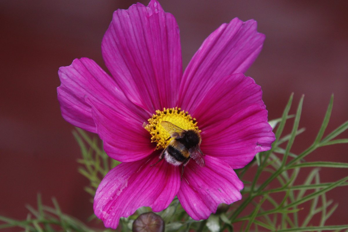 PratoStan's tweet photo. Summer colour from  a neighbour's  pots. Cosmos, nemesia, bedding dahlias, African marigolds, busy lizzies and a white-tailed bumble bee . @TheCaley https://t.co/f93UH7RROW