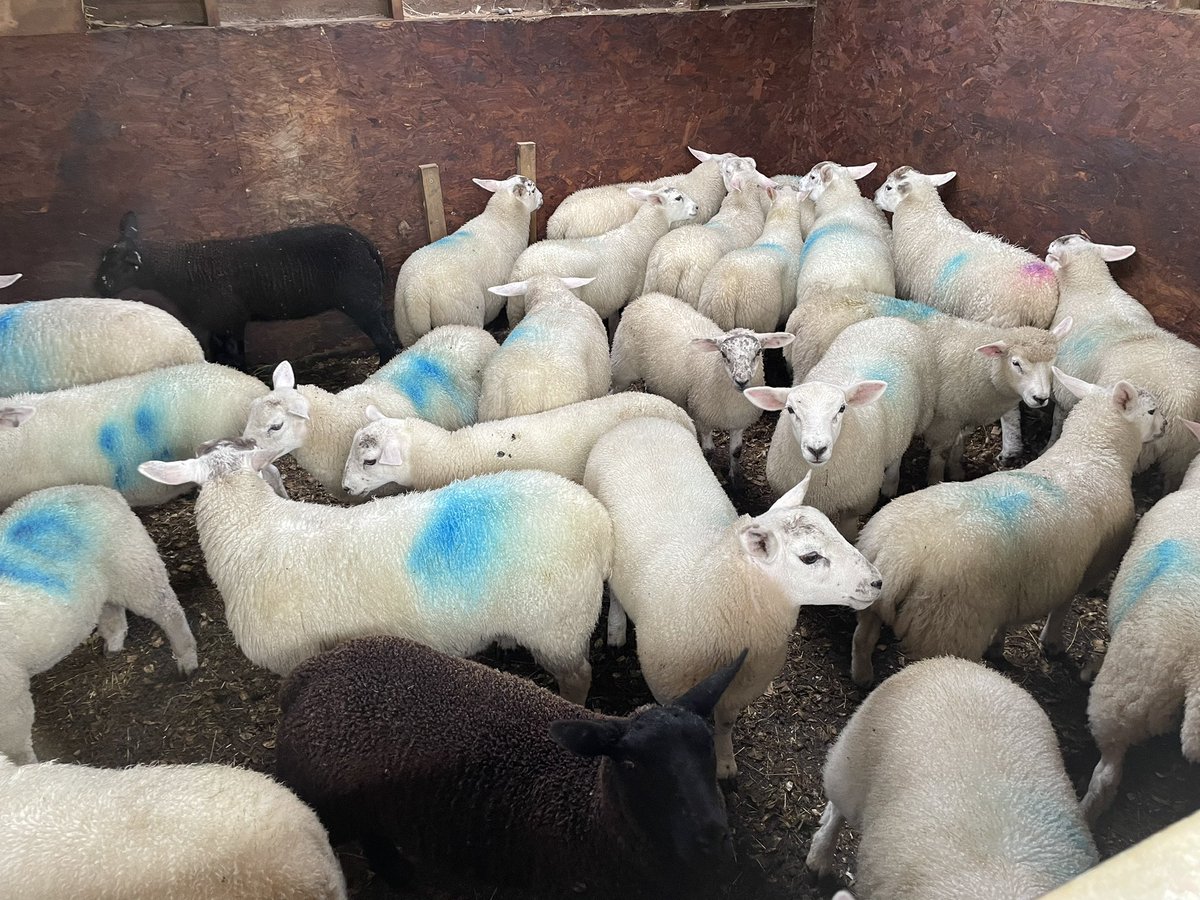 DallowHallBarns tweet media