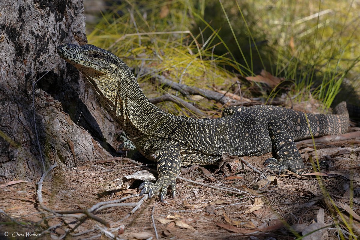 WildRedlands's tweet photo. Lace monitor (goanna) posing beautifully for me this morning in the Scribbly Gums Conservation Area, Alexandra Hills. #lacemonitor #goanna #wildlifephotography #Queensland https://t.co/ndfVbMQuKj