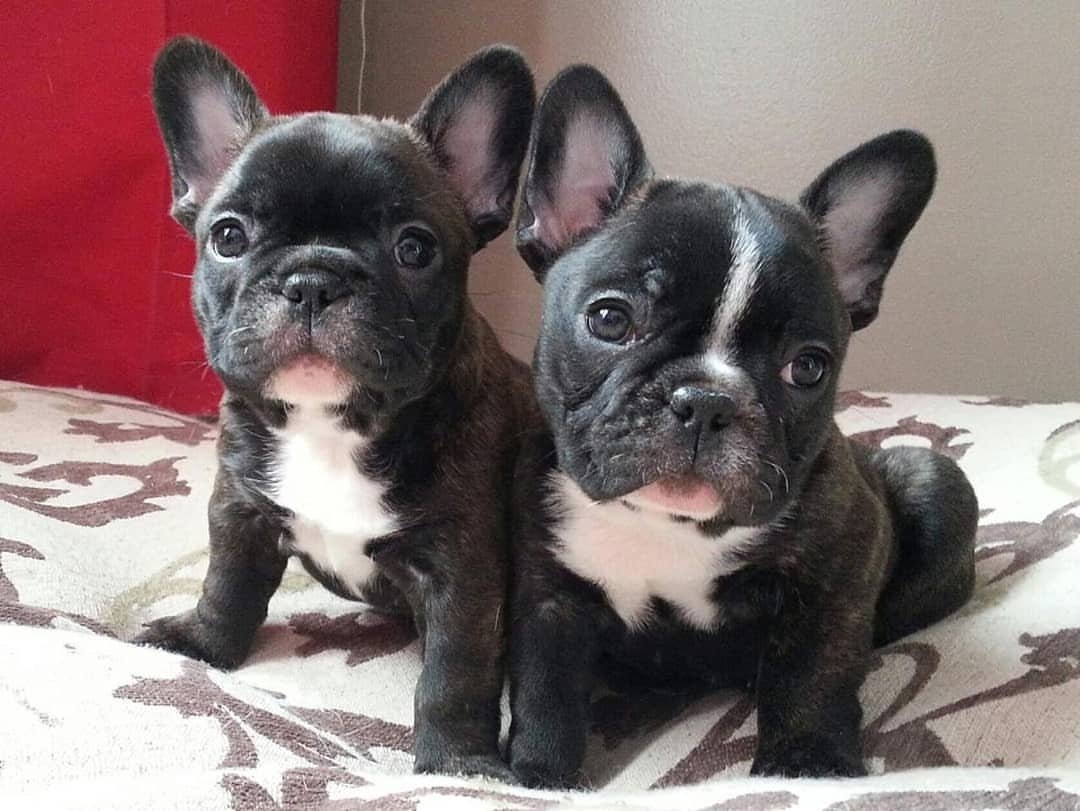 french550's tweet photo. So pretty frenchie puppy
#frenchbulldog #frenchielover https://t.co/1NT6WAzXQ5