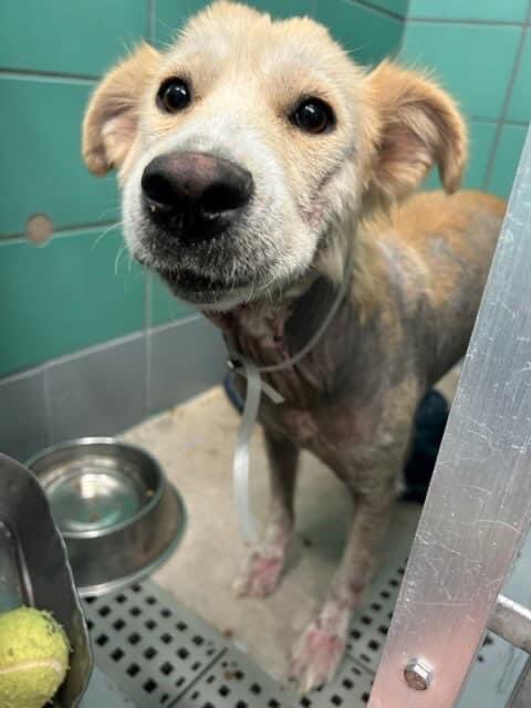 BearyHappy04's tweet photo. 🆘 BARC #Houston KILL LISTED for 𝗠𝗢𝗡𝗗𝗔𝗬 𝟳/𝟯𝟭🆘 

⏰Bayleene is practically a puppy and was a cruelty victim💔 Abandoned in a terrible state with no food or water. 

💕🐶𝘽𝘼𝙔𝙇𝙀𝙀𝙉𝙀 (A1889628)
Cruelty Confiscate Female 1Y 47lbs HW-

#dogsoftwitter #Texas #TX 
1/3… https://t.co/l97R6gzWSM