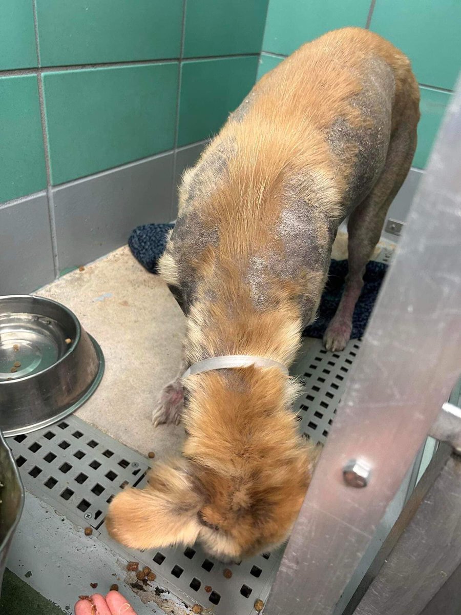 BearyHappy04's tweet photo. 🆘 BARC #Houston KILL LISTED for 𝗠𝗢𝗡𝗗𝗔𝗬 𝟳/𝟯𝟭🆘 

⏰Bayleene is practically a puppy and was a cruelty victim💔 Abandoned in a terrible state with no food or water. 

💕🐶𝘽𝘼𝙔𝙇𝙀𝙀𝙉𝙀 (A1889628)
Cruelty Confiscate Female 1Y 47lbs HW-

#dogsoftwitter #Texas #TX 
1/3… https://t.co/l97R6gzWSM