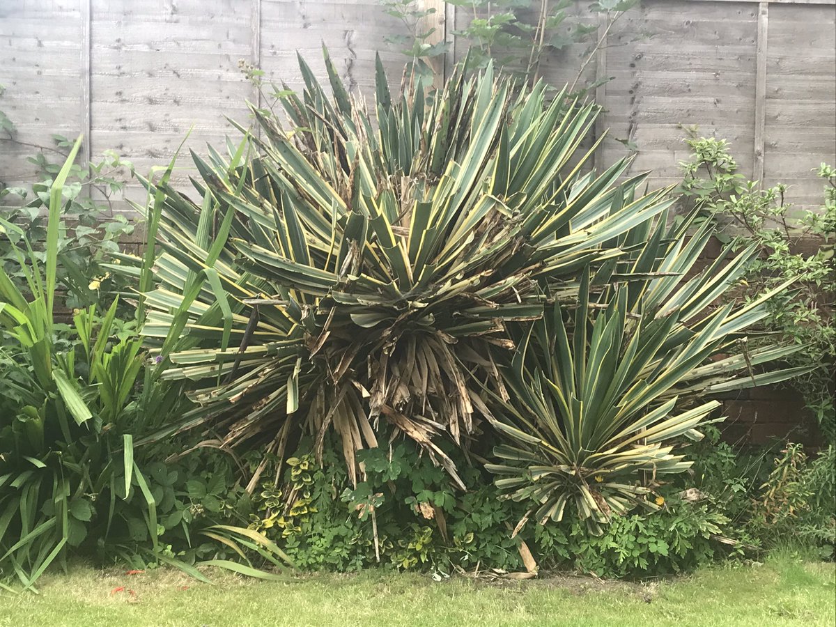 IAppleyardYP's tweet photo. @RadioAndrewE Goodmorning Andrew and Aaron, Im still relatively inexperienced at gardening and don’t know how to save this particular plant which appears to be dying in my garden. Please can you offer advice? I don’t even know the name of the plant sorry. Ian in cloudy Wakefield https://t.co/YZ4RaOAhJC