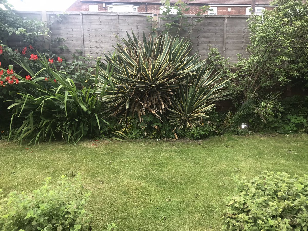 IAppleyardYP's tweet photo. @RadioAndrewE Goodmorning Andrew and Aaron, Im still relatively inexperienced at gardening and don’t know how to save this particular plant which appears to be dying in my garden. Please can you offer advice? I don’t even know the name of the plant sorry. Ian in cloudy Wakefield https://t.co/YZ4RaOAhJC