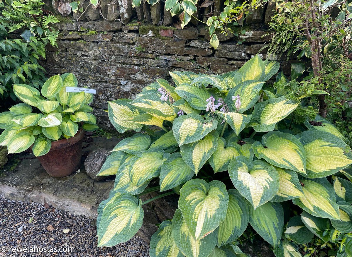 johnplant60's tweet photo. This is what the magnificent Hosta Paul's Glory looks like as a mature plant. He is now about 10 years old and dwarfs the next door pot, containing Hosta Captain Kirk...... which is about 4-5 years old.
https://t.co/nCPNJemodB https://t.co/A6878yziIn