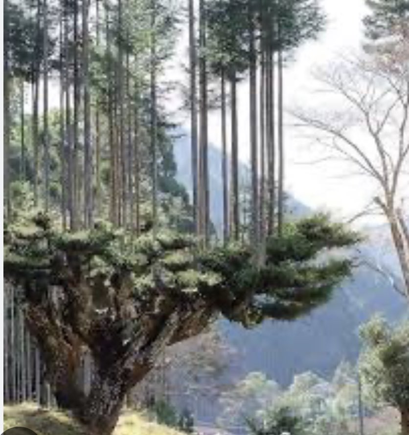 uzakdoğu sanatına hayranlığımı öğrencilerim bilir.Yüzyıllardır doğaya duydukları saygı, yaşadıkları,doğadan elde ettikleri kaynakları tüketmeden yararlanma  hedefleri birçok ekolojik teknik geliştirmelerine neden olmuştur bunlardan biri Daisugi tekniği..(sürdürebilir ormancılık)