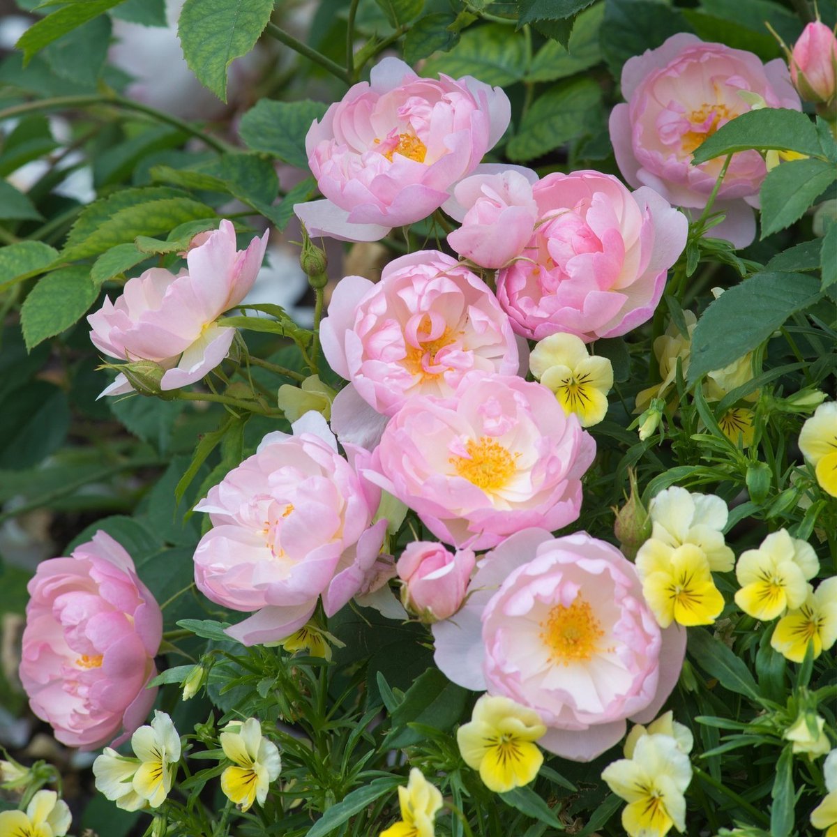 🌿🌼🧺 tweet media