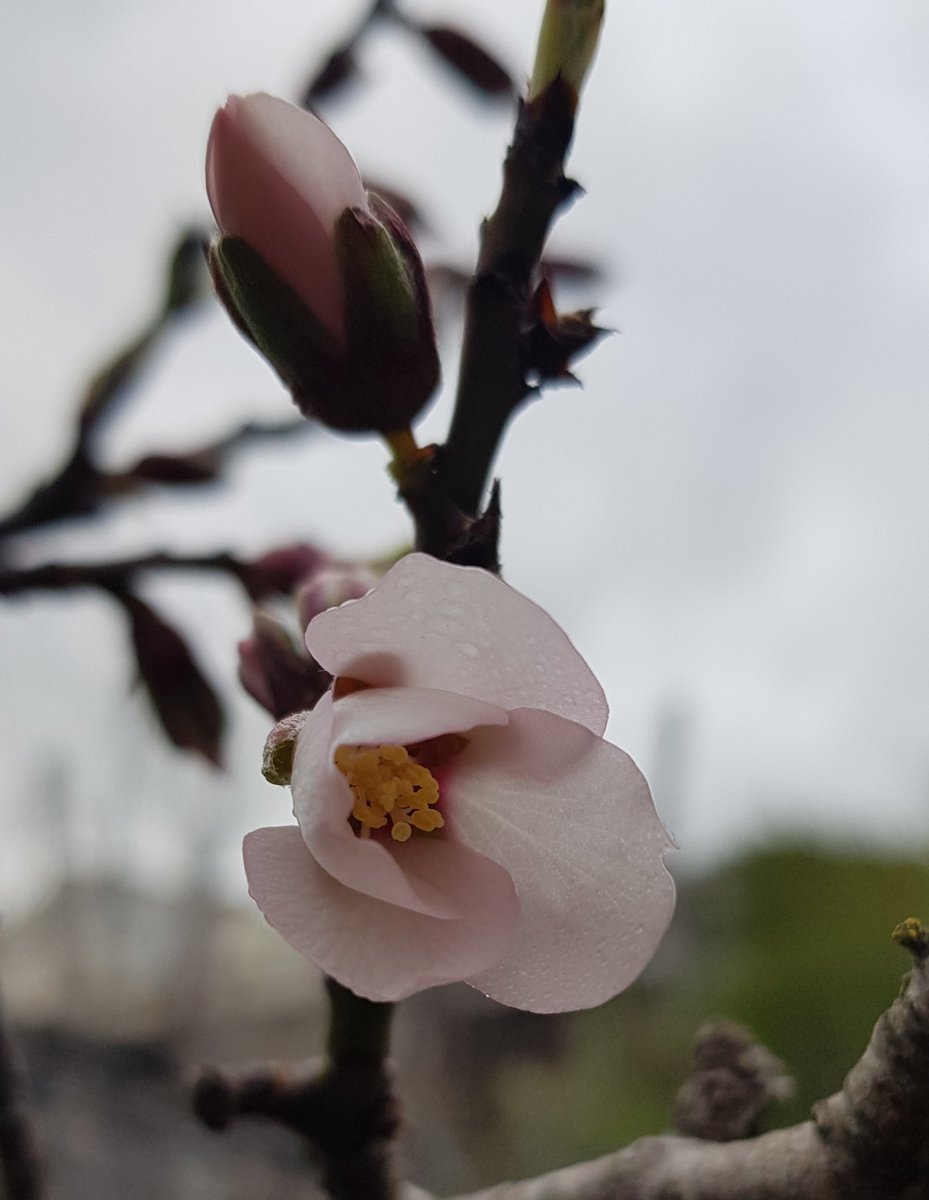 Paradoxa18's tweet photo. Also out today
#almonds
#springish https://t.co/TrofSLdHhQ