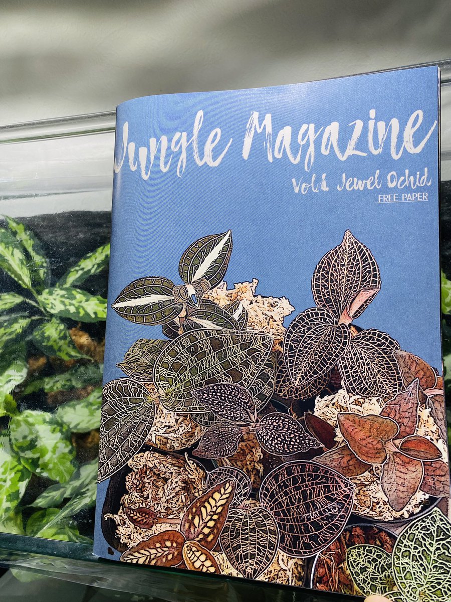 Aglaonema3636's tweet image. いつも購入させて頂いてるネイティブフォレストさんにてjungle magazineげっとー😁
ジュエルオーキッドも奥が深い！
素晴らしい写真ばかり✨
大切にしますー♪

#nativeforest
#アグラオネマ　#Aglaonema
#ホマロメナ　#Homalomena