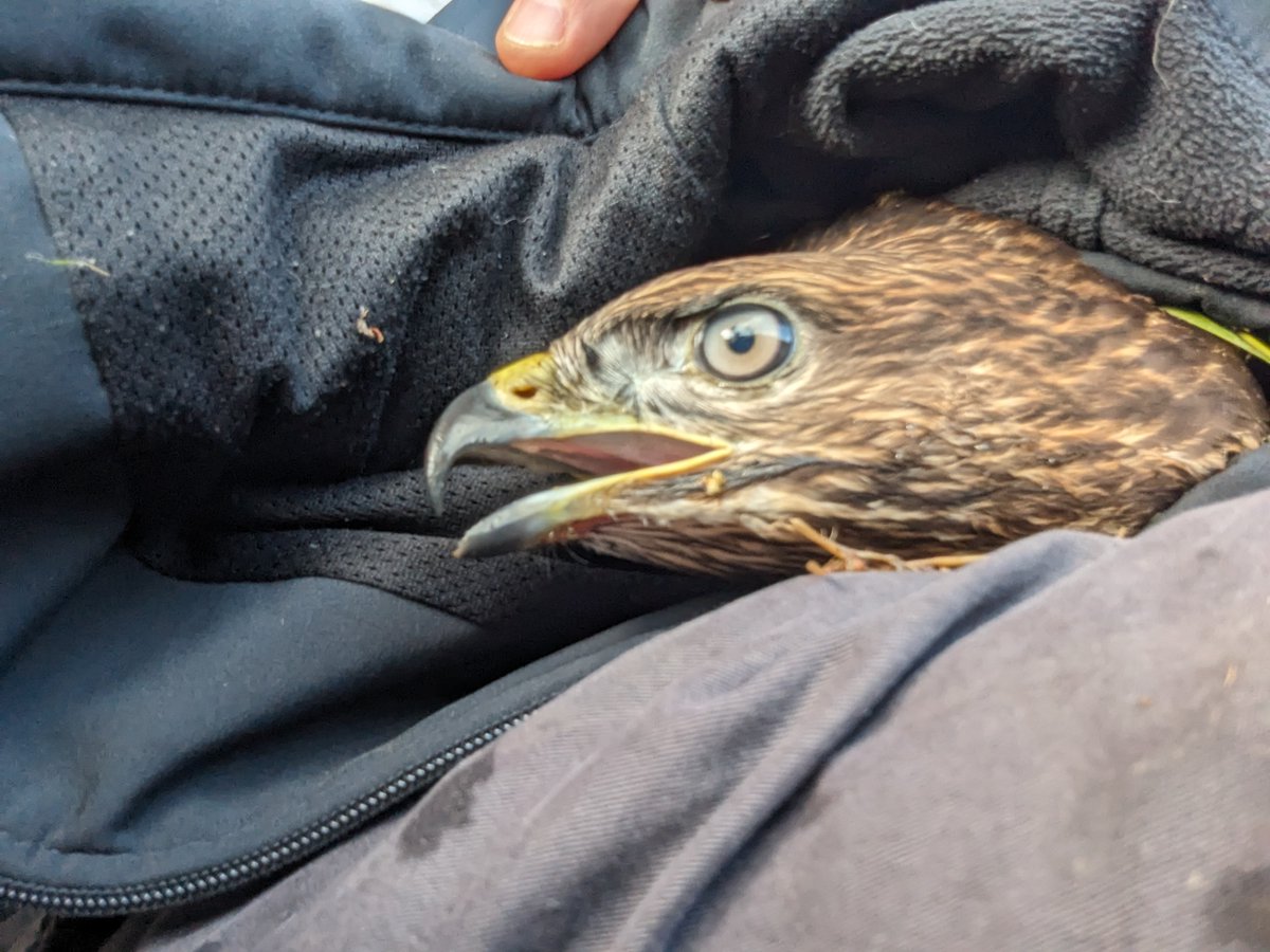 Found this guy on the road yesterday near Hacketstown.  It's in bad shape, sometimes standing up but not well. Any suggestions?  Buzzard? <a href="/IrishRaptorSG/">Irish Raptor Study Group</a>