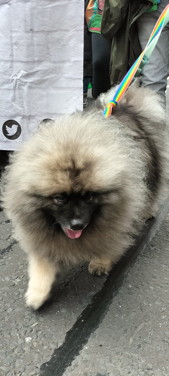 MarcusGLife's tweet photo. @Barry_ndgreen Grizzly the dog, taking part in @belfastpride yesterday.
#StandByYourTrans #dogsatpride https://t.co/WeygSGerZg
