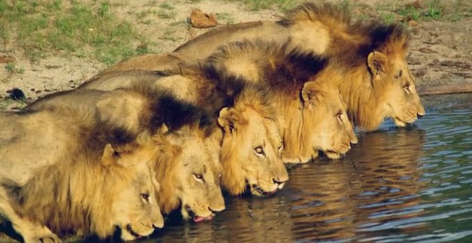 Rainmaker1973's tweet photo. The story of the Mapogos, a coalition of 6 sibling male lions that conquered a territory 7 times larger than Manhattan and killed more than a 40 lions per year 

[full story: https://t.co/lWFbOURPTl] https://t.co/OYJQXeJFTj