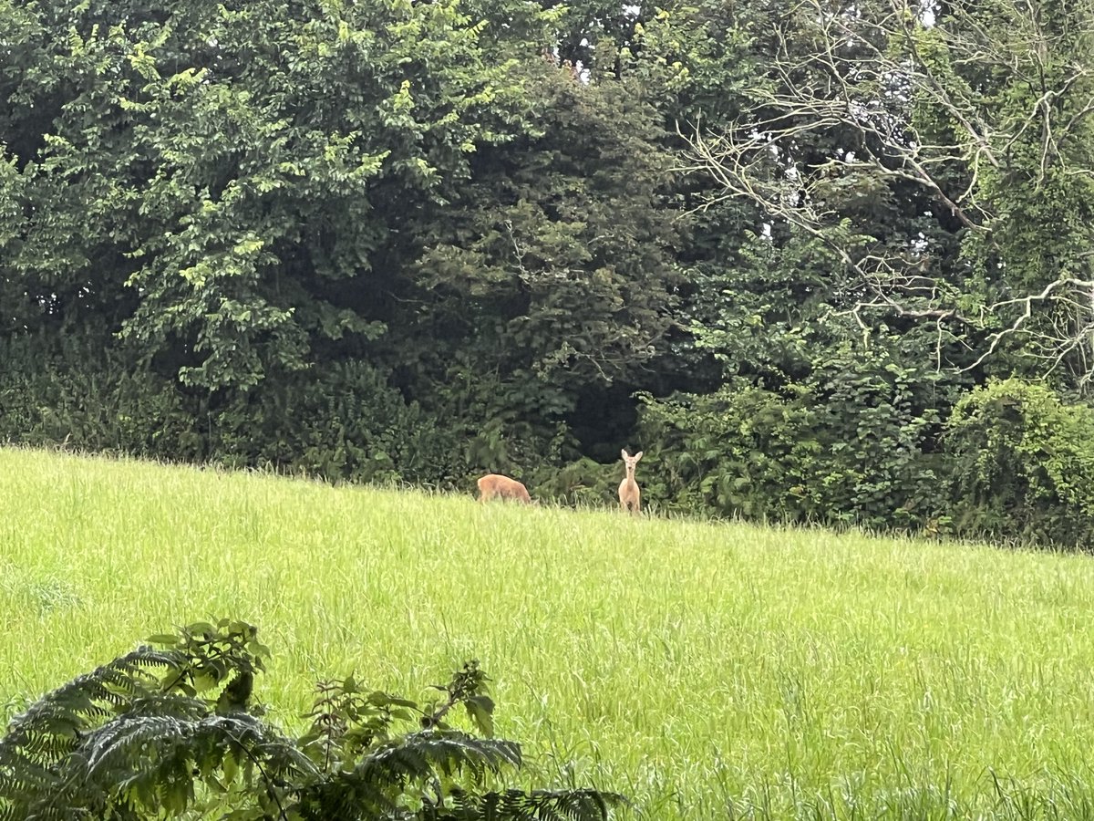 Cornish_Weather's tweet image. I don’t know if people are still bothering with twitter or X or whatever anymore but I would normally post this kind of thing so here goes. #Xwitter. 

Deer in the rain on the Penrose Estate in Helston. 17°c. #SundayMorning #Cornwall