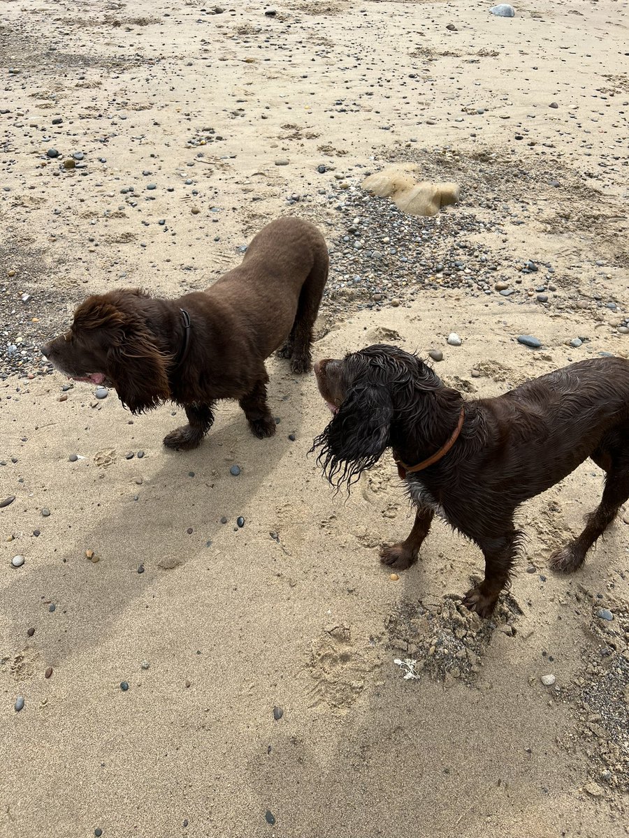 yarmySue's tweet photo. Beach walk means happy dogs! #northyorkshirecoast #dogsoftwitter #rolococker #woodysprocker https://t.co/aNXHbwQ1m8