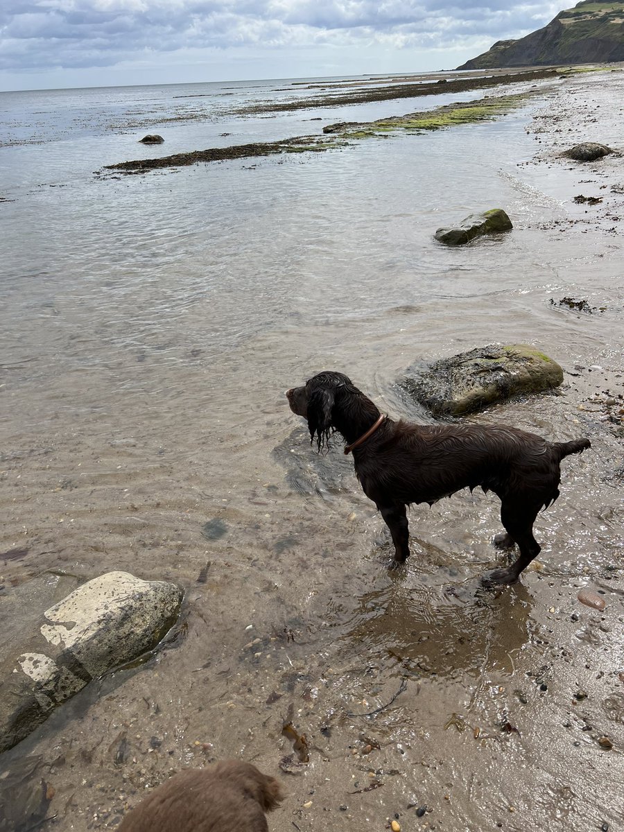 yarmySue's tweet photo. Beach walk means happy dogs! #northyorkshirecoast #dogsoftwitter #rolococker #woodysprocker https://t.co/aNXHbwQ1m8