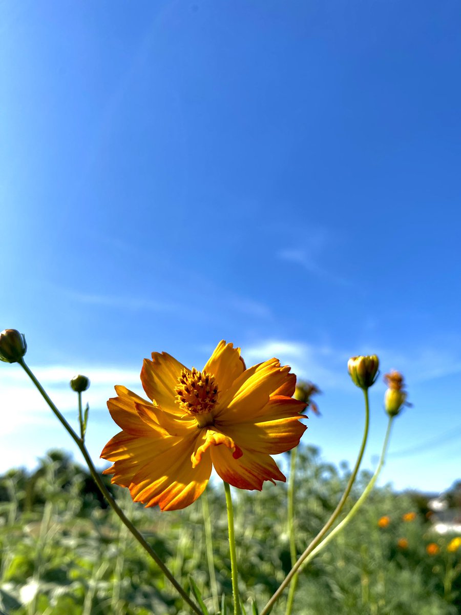 こんばんは🙇‍♂️

今日も暑い一日お疲れ様でした🙇‍♂️

今日は土用の丑の日

明日からも猛暑日は続きます

熱中症に気をつけて元気な１週間を🎐

今日も一日に感謝して🙏

明日も元気に過ごせますように😌

仕事を少し早めに切り上げて☺️📸

夏空に元気いっぱいのお花さん٩(^^)۶
一緒に頑張ろうね🤗🌼