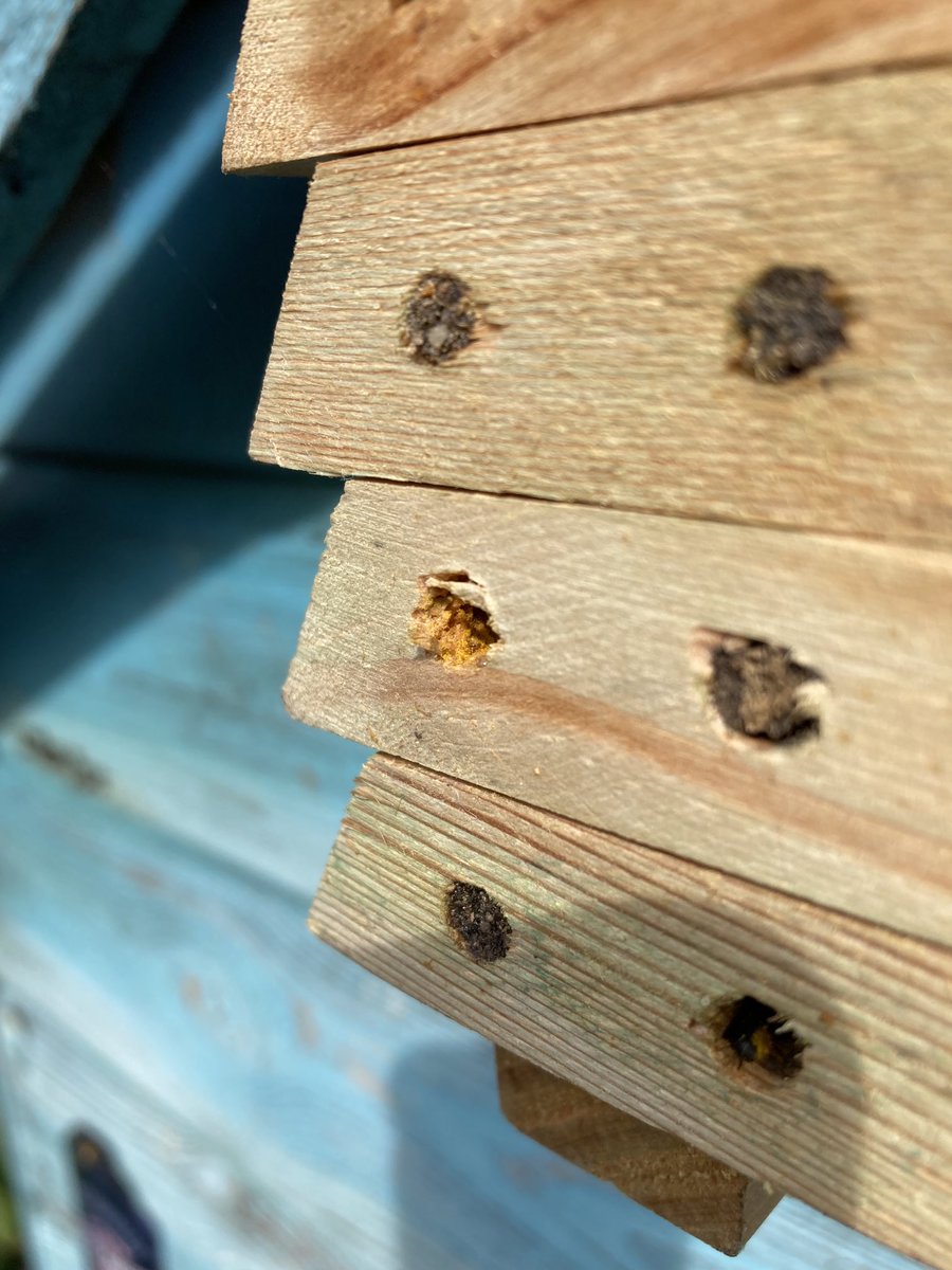 MarkPrina's tweet photo. Flempton, Suffolk. Is this Chelostoma? Tiny bee with pollen carried under abdomen and appears to line the sides of the cavity with it ⁦@StevenFalk1⁩ ⁦@lisajrwilliams⁩ https://t.co/kyOBFqWdnE