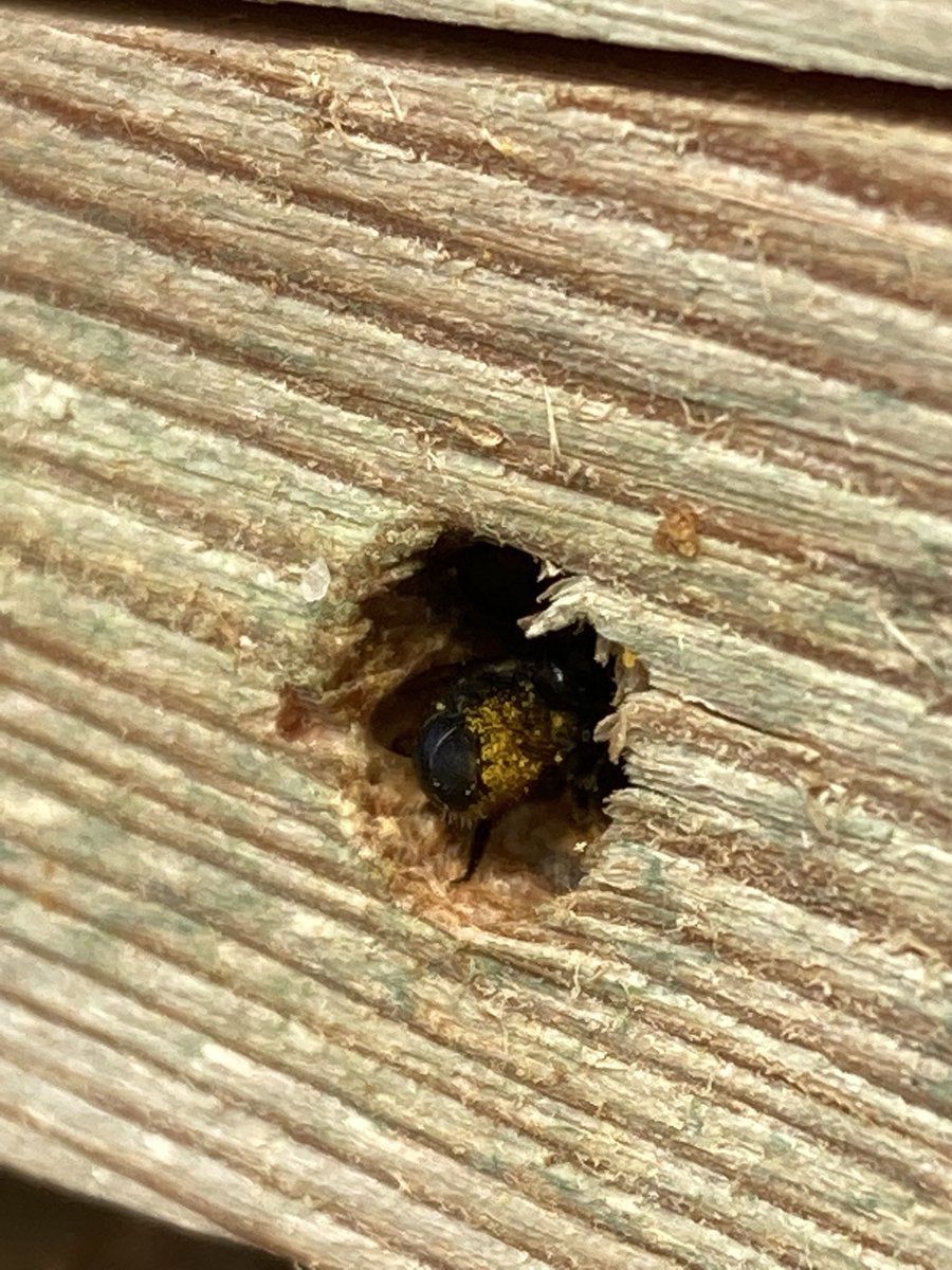 MarkPrina's tweet photo. Flempton, Suffolk. Is this Chelostoma? Tiny bee with pollen carried under abdomen and appears to line the sides of the cavity with it ⁦@StevenFalk1⁩ ⁦@lisajrwilliams⁩ https://t.co/kyOBFqWdnE