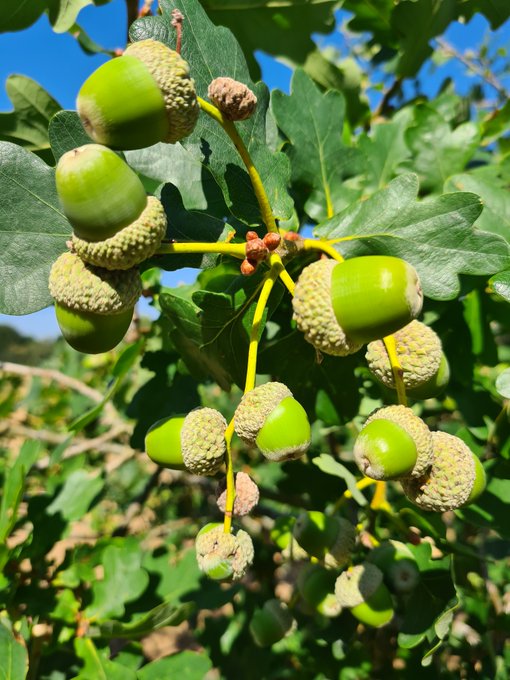 There’s an interesting bit of insect ecology on display at the moment. I’m sure you remember the massive acorn crop last year (autumn 2022, below). Because Quercus robur is alternate-bearing (big crops are always followed by little crops) we predicted a very low crop this year