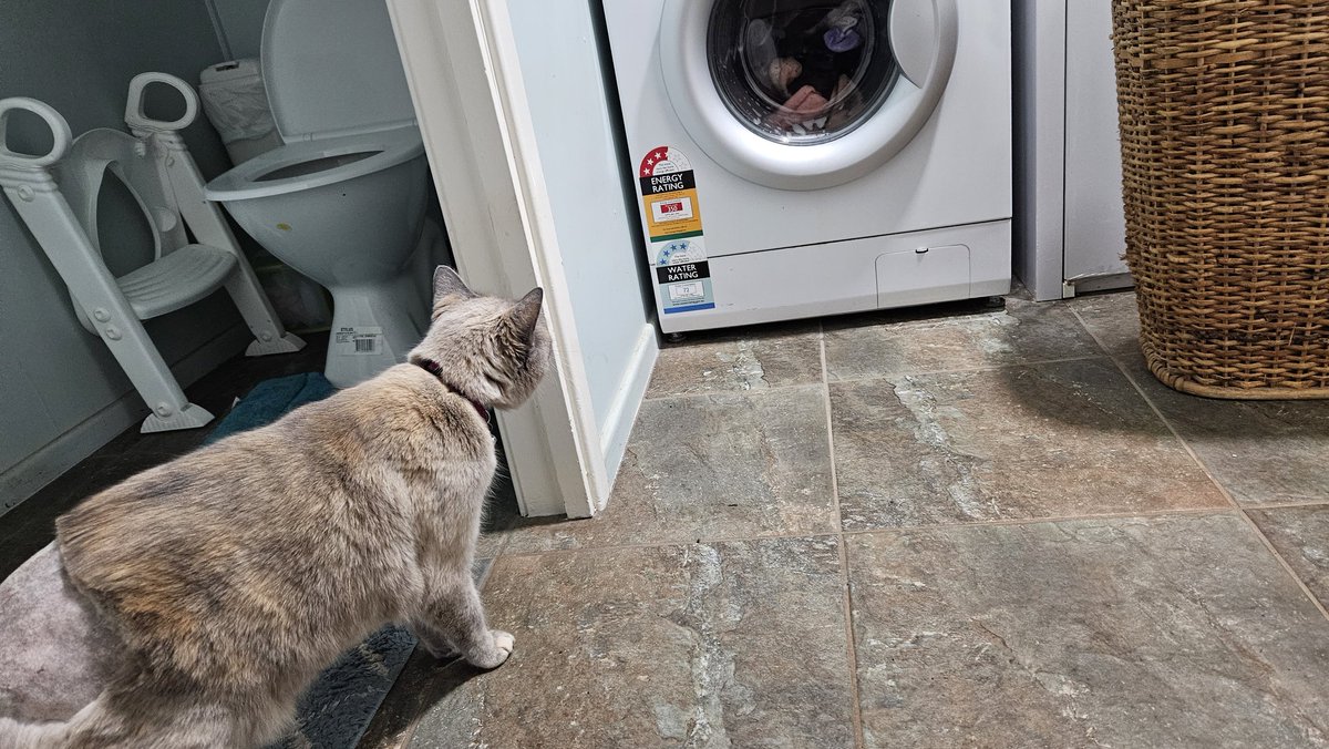 background_rach's tweet photo. @KateCeb_UK @KateCeberano My sis loaned us a front load washing machine and Kev was so high on kitty painkillers she didn't know what to make of it. 😂 https://t.co/wfHUycCHZM