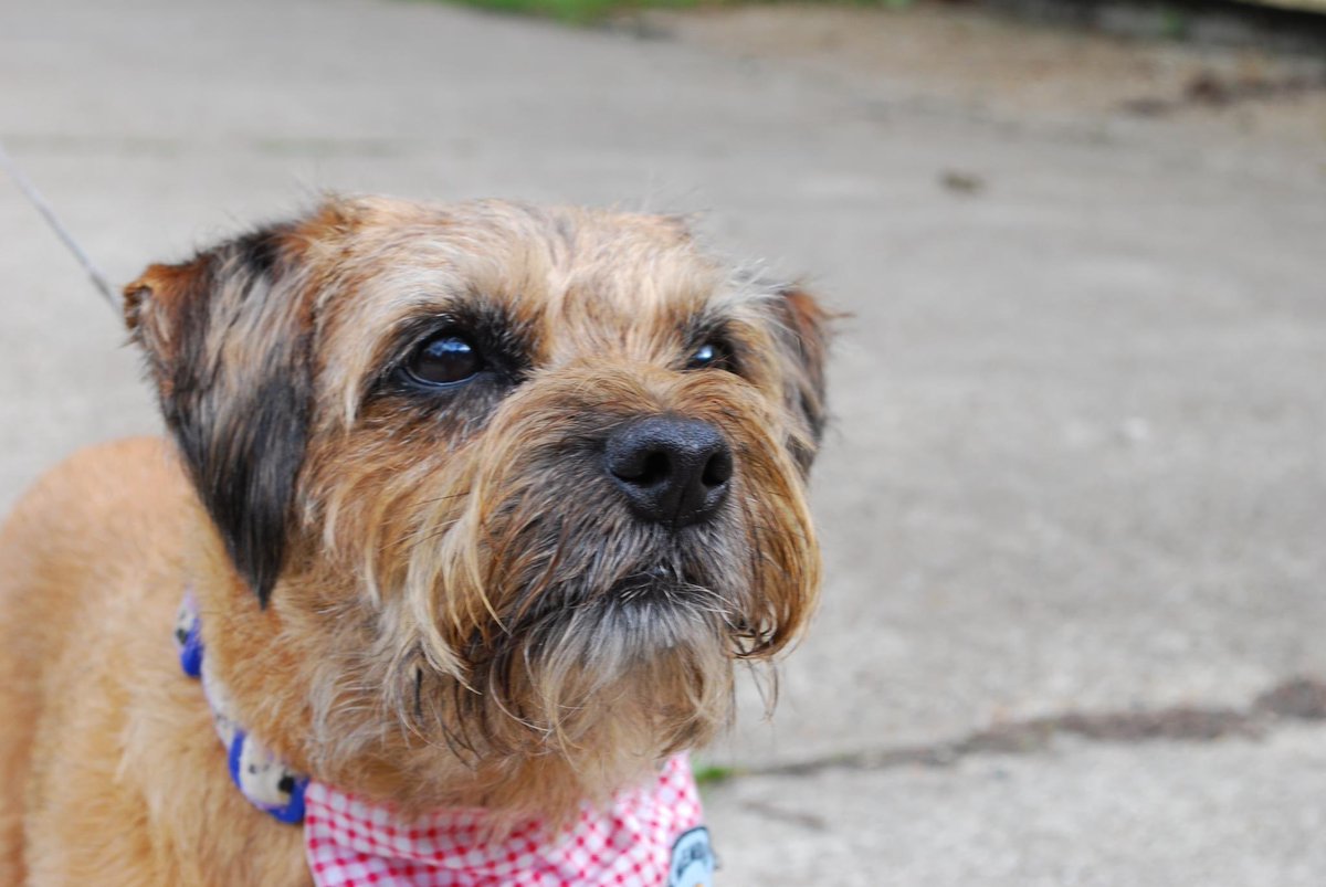 Border Terrier Welfare tweet media