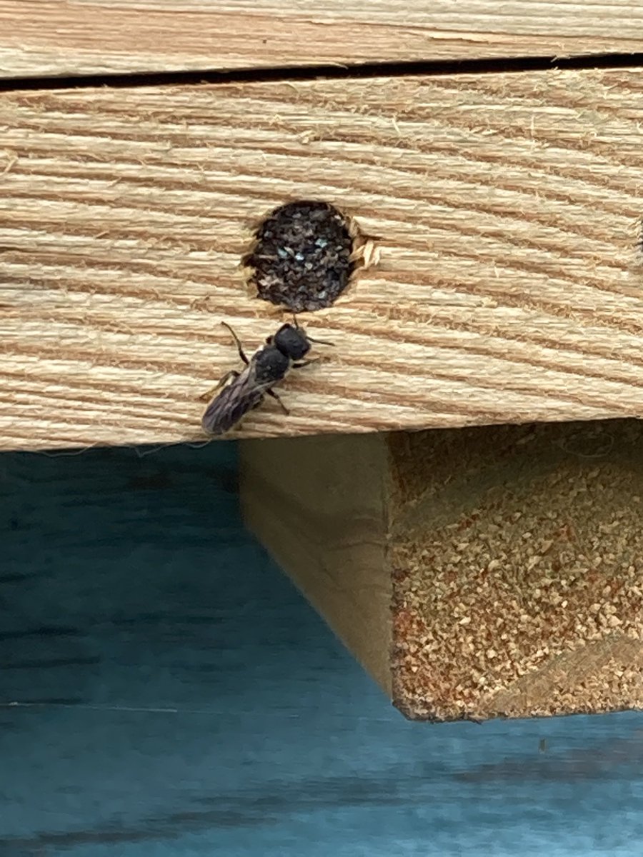 MarkPrina's tweet photo. Re my previous tweet. Chelostoma? ⁦@StevenFalk1⁩ ⁦@lisajrwilliams⁩ https://t.co/FEhqLFCQi8