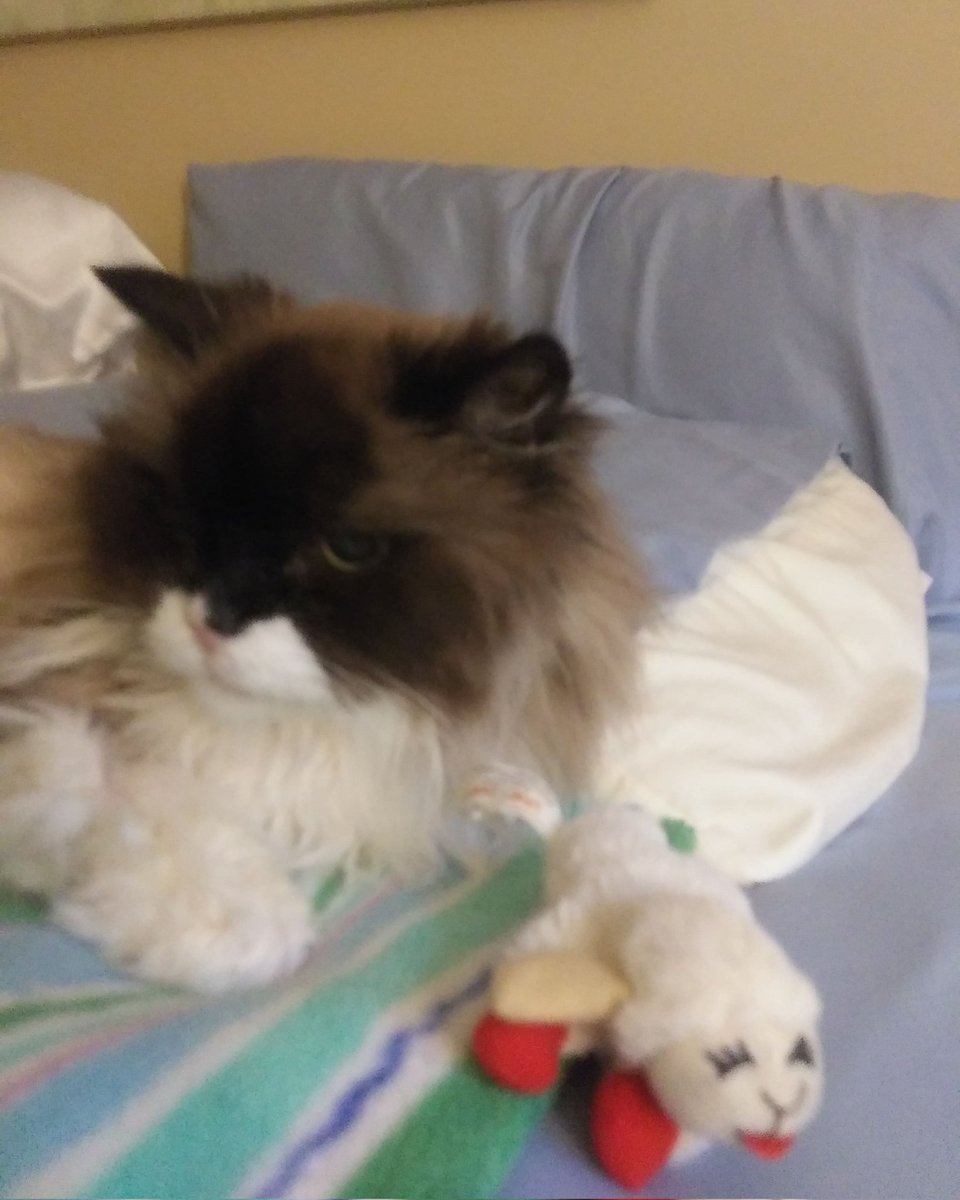 SashaBest Kitty tweet media