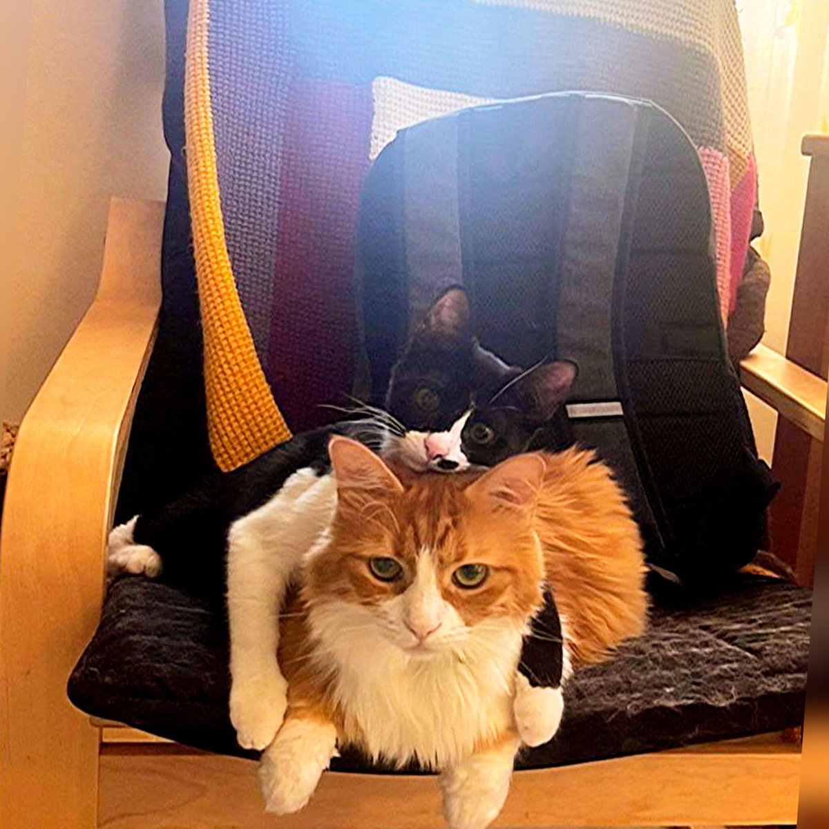 Mukadder Koyuncu tweet media