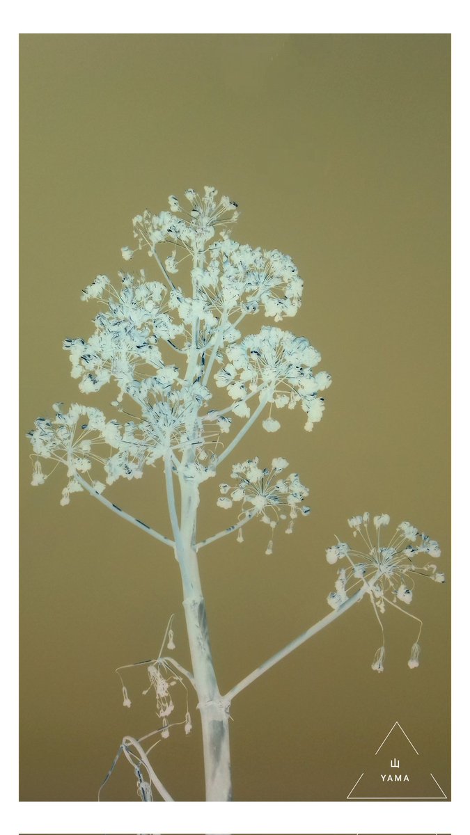 Yama_VP's tweet image. •Carved Ferula Flower  

#Carved #Ferula #Flower #Pink #Golden #Pastel #Flora #White #Wild #Wildflower #Puglia #Minimal #Poster #parconazionaledellaltamurgia #ParcoAltaMurgia #Nature #Italy #MurgiaAdventures #Minimalphotography #Photography #Yama山 #山